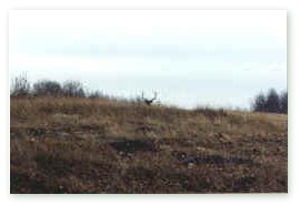 Professional hunter Ron Popowich attempts to cow call this record book bull elk across a clearing and to the edge of the bush line where he is hiding.  Click on image for full size view.