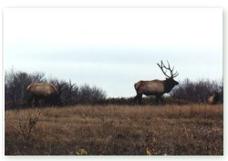 This bull has become aware of our presence and has decided to leave!  Click on image for full size view. 