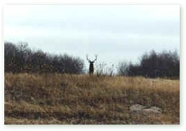 This bull elk is convinced that the cow call is real. He knows that the shortest distance between two points is a straight line!  Click on image for full size view.