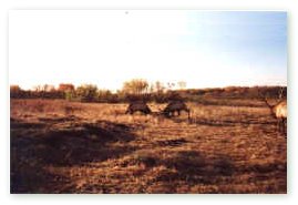 These sparring bulls could be seen across the marsh from Bullrushes! The picture was taken from a blind.  Click on image for full size view.